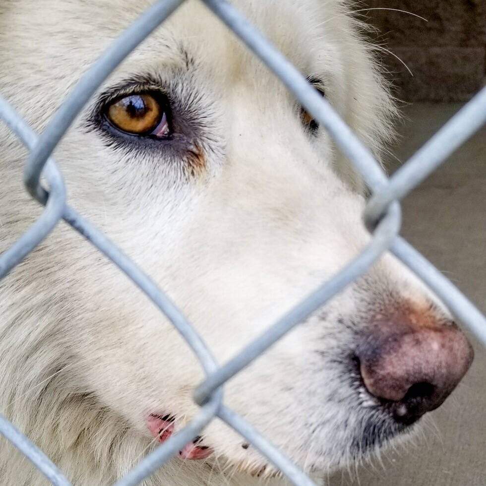 The B.C. SPCA has made the difficult decision to close the Vernon branch. (Submitted)