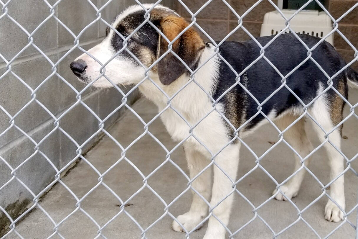 The B.C. SPCA has made the difficult decision to close the Vernon branch. (Submitted)