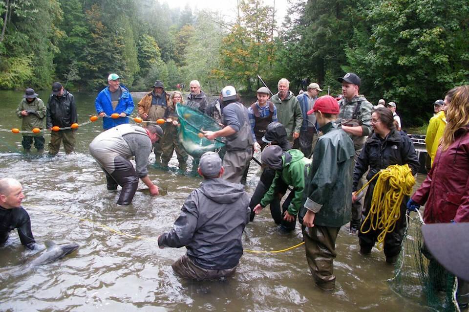 The Sooke Salmon Enhancement Society collect brood chinook salmon brood stock in the Sooke River. (Contributed – SSES)