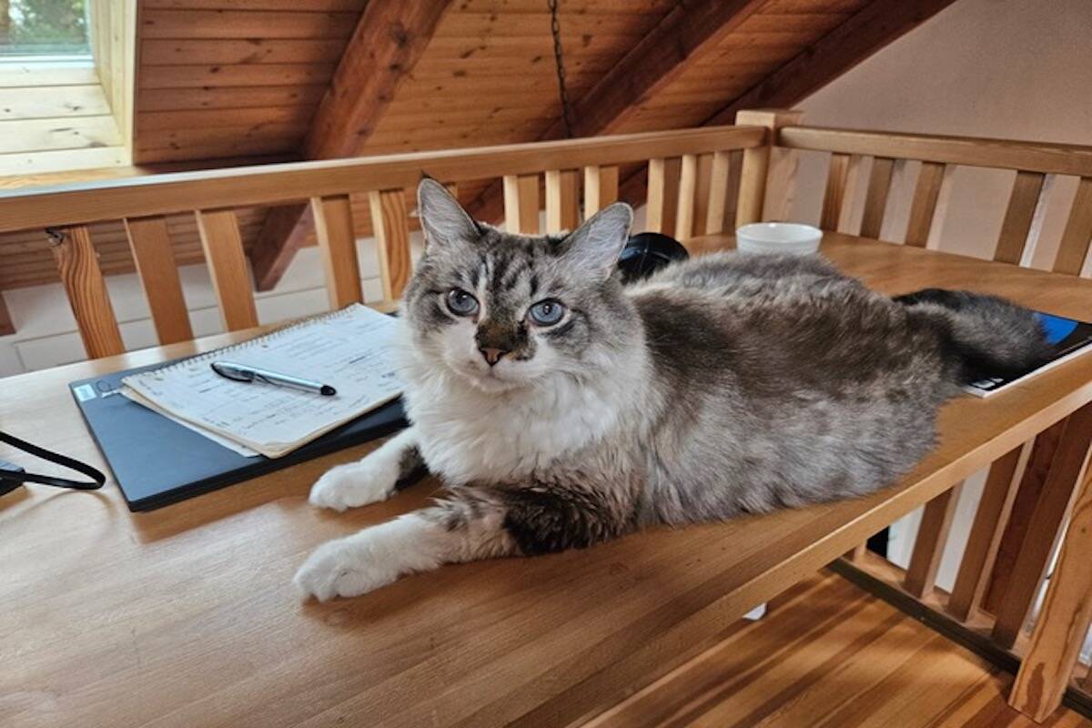 This is Finnegan a male 15 year old Himalayan cross. He is in foster care with the Okanagan Humane Society. (Facebook)
