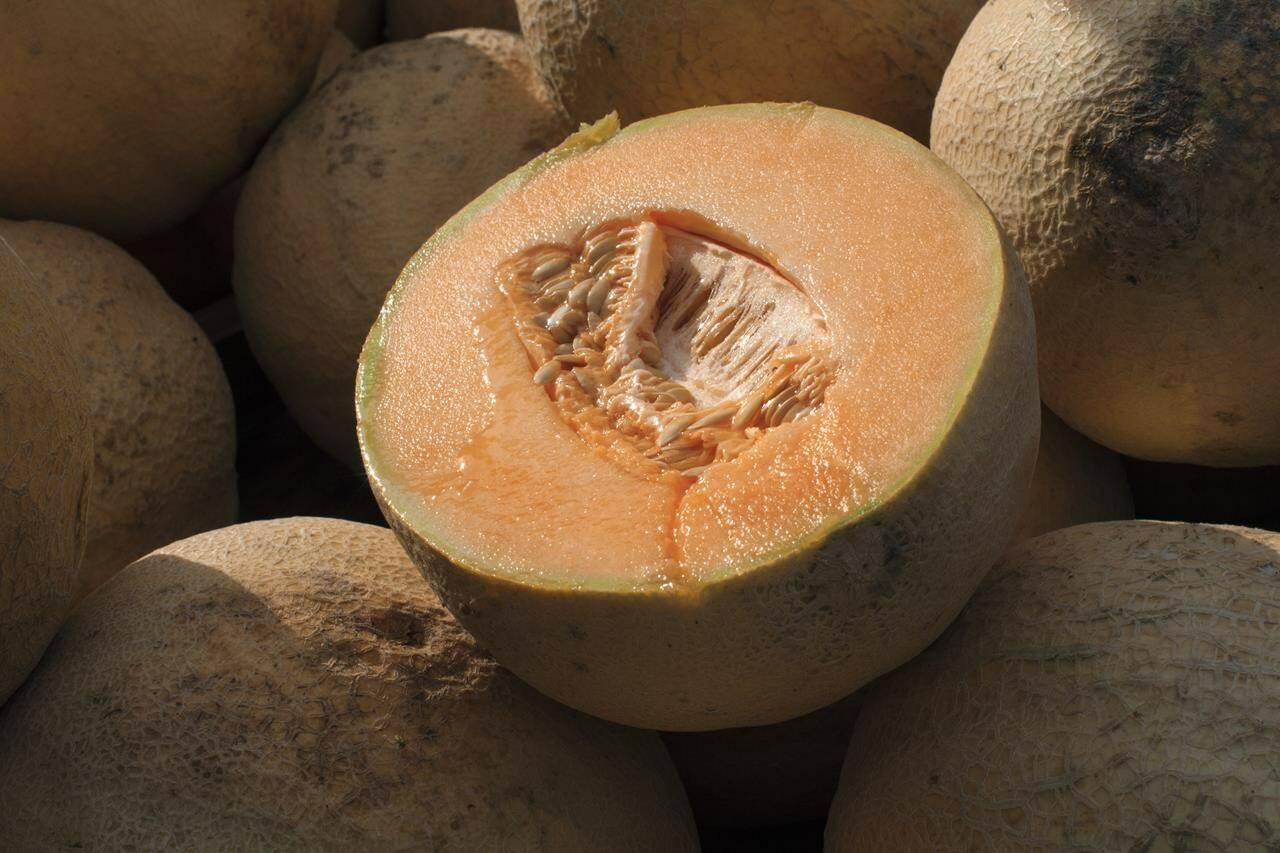 The Public Health Agency of Canada says one person has died after a salmonella outbreak linked to Malichita and Rudy brand cantaloupes. Cantaloupes are displayed for sale in Virginia on Saturday, July 28, 2017. THE CANADIAN PRESS/AP/J. Scott Applewhite