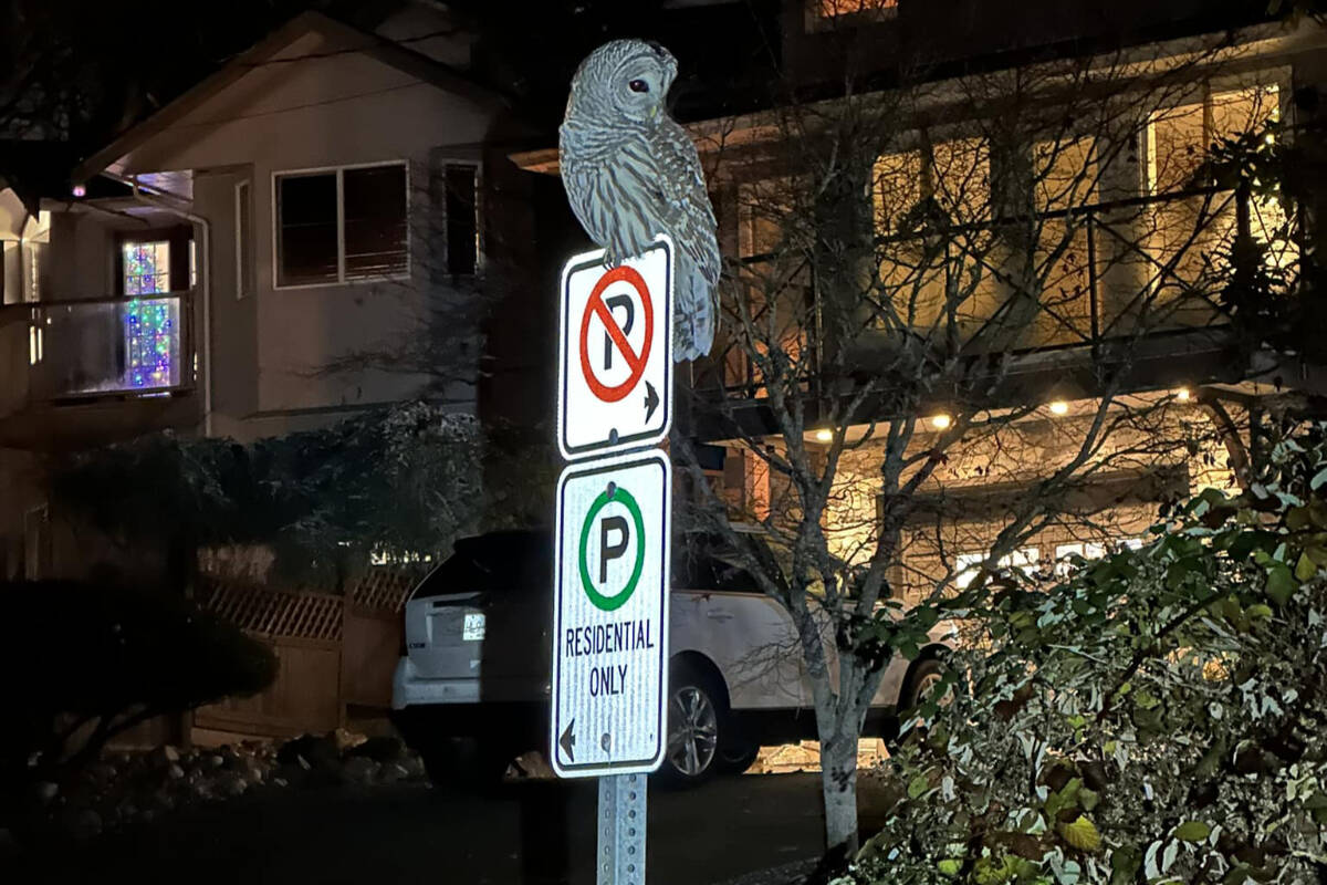 An urban owl captured by the headlights of a passing car in View Royal. (Photo by Rob Byrch)