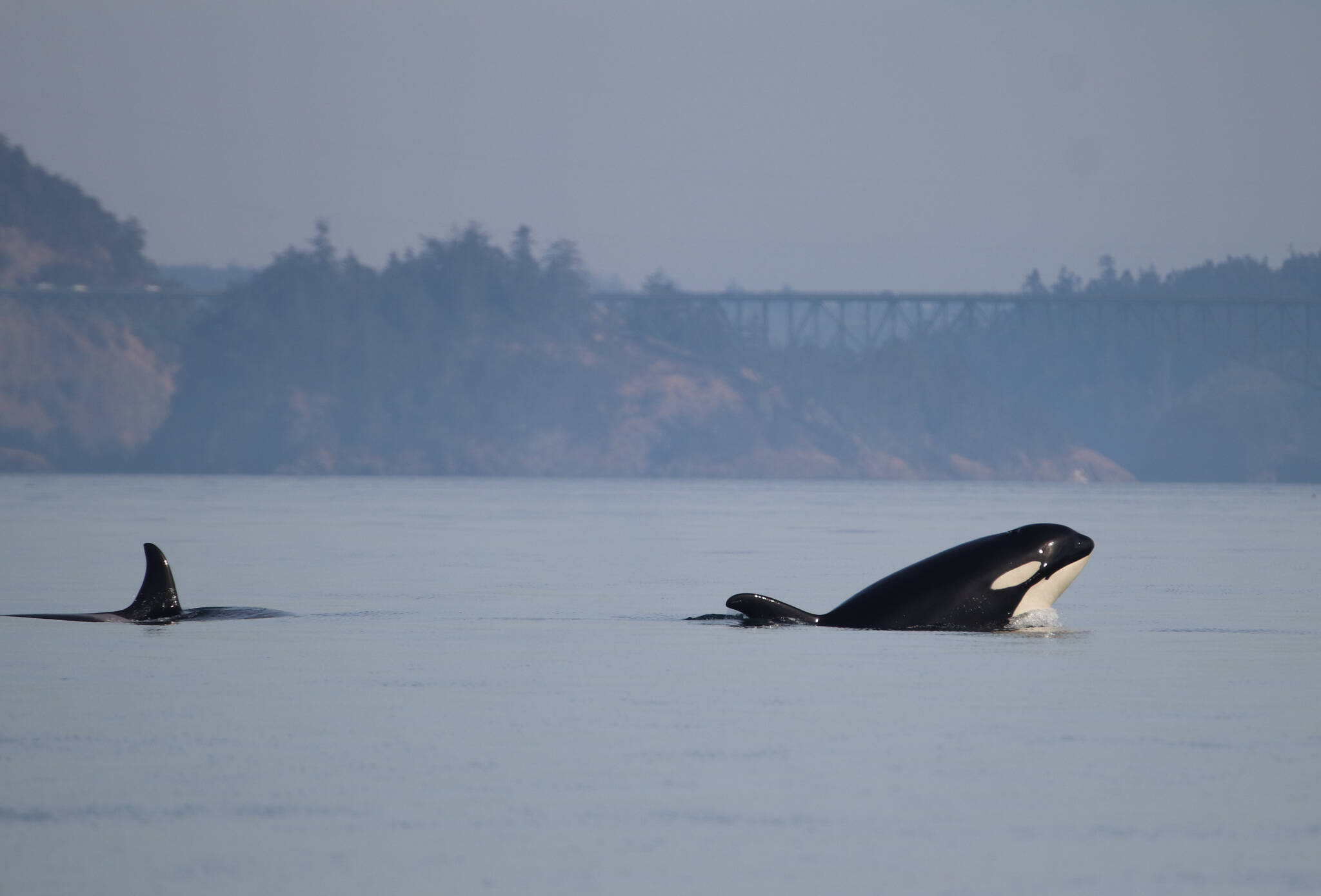 Photo by Orca Network