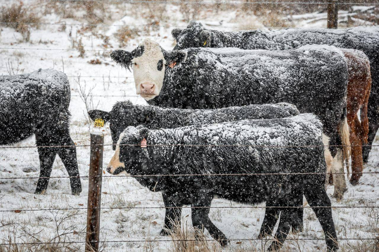 Snow-covered cattle stand in a pasture near Didsbury, Alta. on Monday, Oct. 23, 2023. Many in Western Canada may not get a white Christmas this year as El Niño will bring warmer temperatures and below-normal snowfall to the region, according to The Weather Network’s forecast for the next three months. THE CANADIAN PRESS/Jeff McIntosh