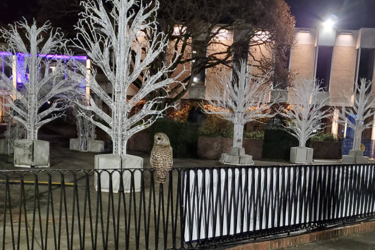 Winter Wonderland draws an unexpected visitor in Victoria’s Centennial Square. (Photo by Ken Lee)