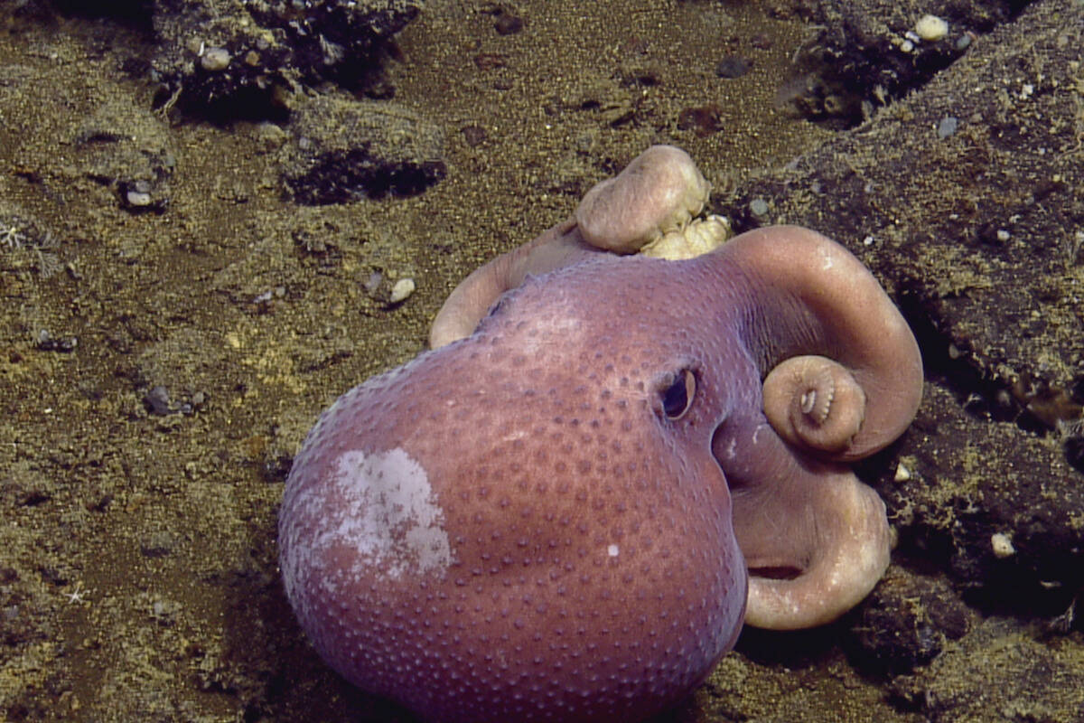 Ocean Networks Canada will study new depths in one part of the northeast Pacific with its new deep-sea monitoring devices. Pictured is a deep sea octopus spotted at SGaan Kinghlas-Bowie Seamount Marine Protected Area. (Courtesy of Ocean Exploration Trust, Northeast Pacific Seamount Expedition Partners/ Ocean Networks Canada)
