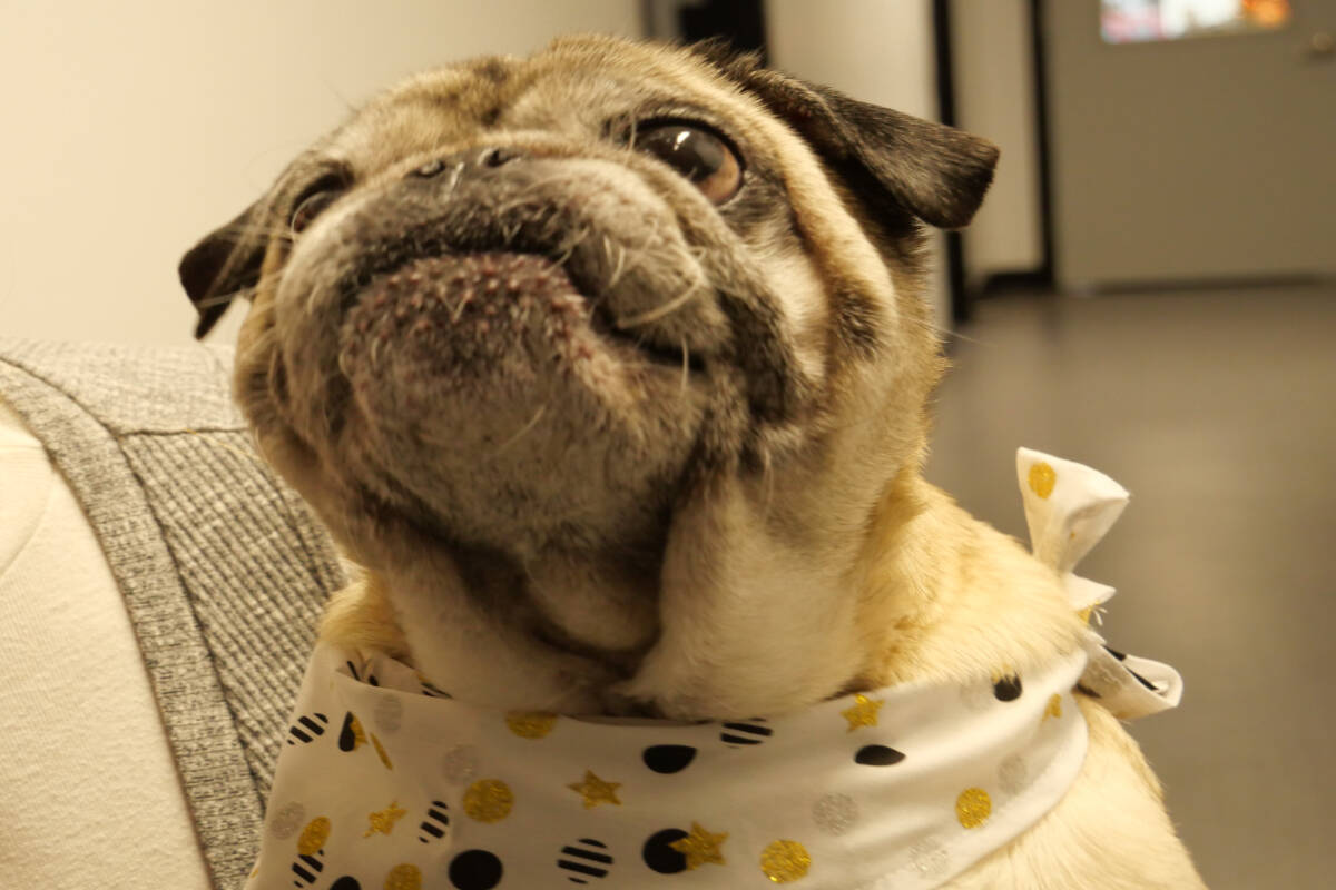 A pug who started out as a foster pet but quickly found his forever home. 2023-12-05 (News Staff/Thomas Eley)