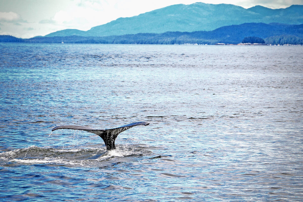 The BBC’s Planet Earth spent 2 summers filming humpback whales off the B.C. coast for an episode that appeared Dec. 3. Shannon Lough photo