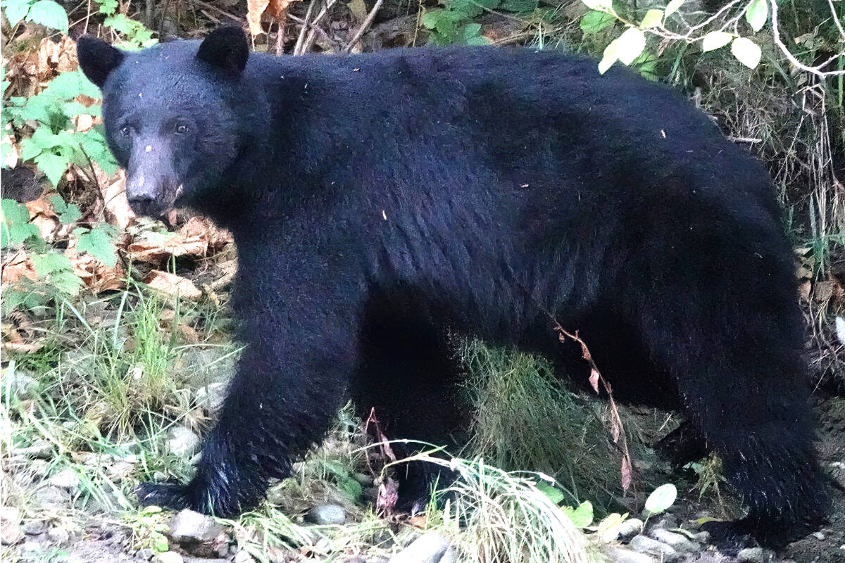 A black bear hunts for food along the Sooke River. Unsecured garbage is fuelling a surge in bear reports in Sooke. (Kerrie Reay - Sooke News Mirror)