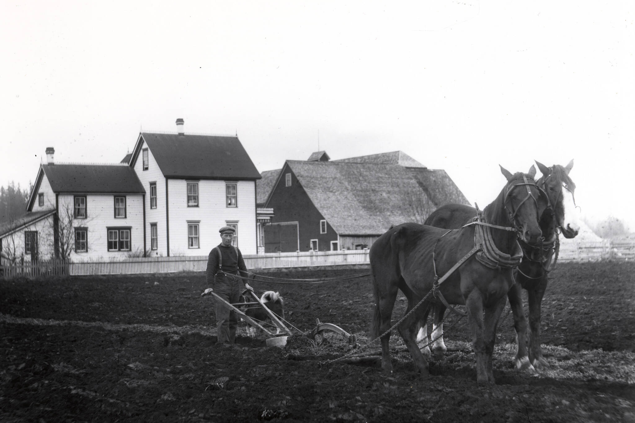 Comox farm scene, ca. 1910. Stubbs Collection #60/Courtenay Museum