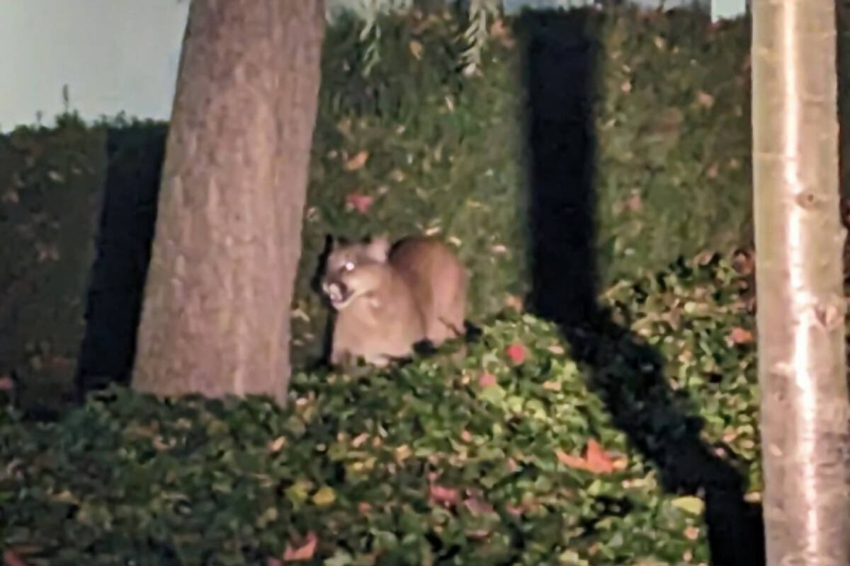 A cougar had its head removed, by a now-warned individual, after the animal was dispatched in Victoria on Nov. 21. (Photo supplied by VicPD)