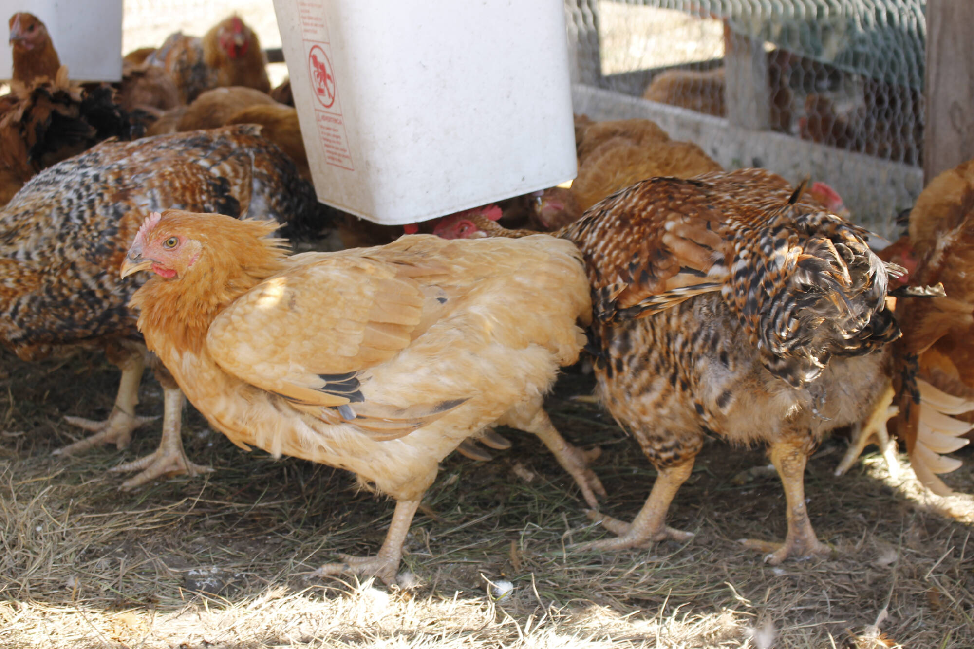 The Avian flu has been detected in Summerland and a protected zone has been set up by the CFIA. (Black Press file photo)