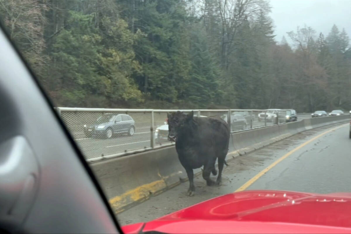 We’ve seen traffic passing on the wrong side of the road but this is ridiculous. This is Larry Pynn’s view from his car as traffic came to a slowdown heading toward Chemainus Tuesday afternoon. (Photo by Larry Pynn)