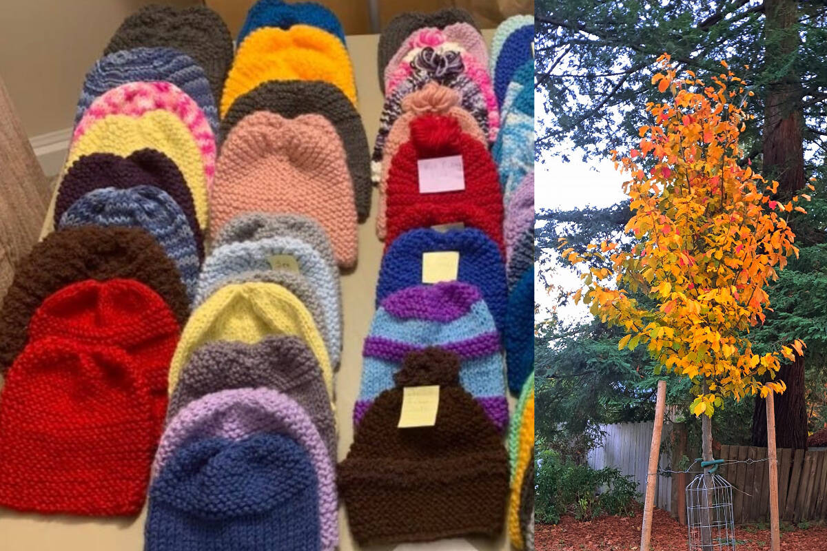 Left: Diane Buchanan Holland collects new and often handmade toques to hand out to those facing housing or other challenges in winter. Right: The tree one mom had planted on the shores of Bowker Creek in honour of her late son Brennan. (Diane Buchanan Holland/Facebook)