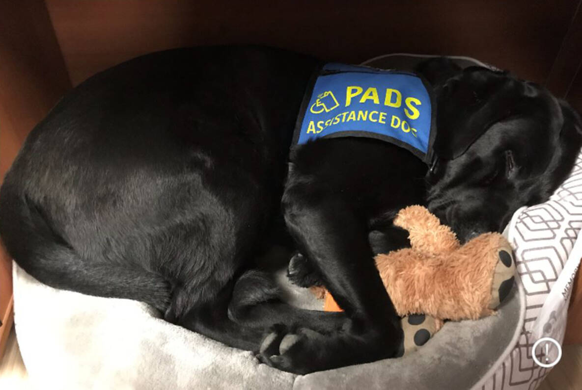 After six years working with the Cranbrook and Kimberley RCMP, West the trauma dog will hung up his emotional support vest. He retired to a life of leisure and luxury back in September 2023. (Cranbrook RCMP photo)