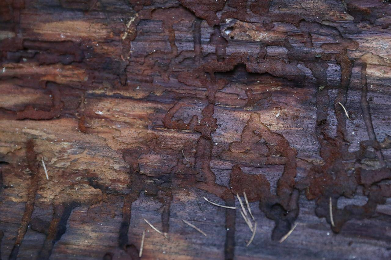 Douglas fir tree bark is studied by scientists to examine insect damage that led to the tree’s death following heat stress in the Willamette National Forest, Ore., Friday, Oct. 27, 2023. Scientists are investigating what they say is a new, woefully underestimated threat to the world’s plants: climate change-driven extreme heat. (AP Photo/Amanda Loman)