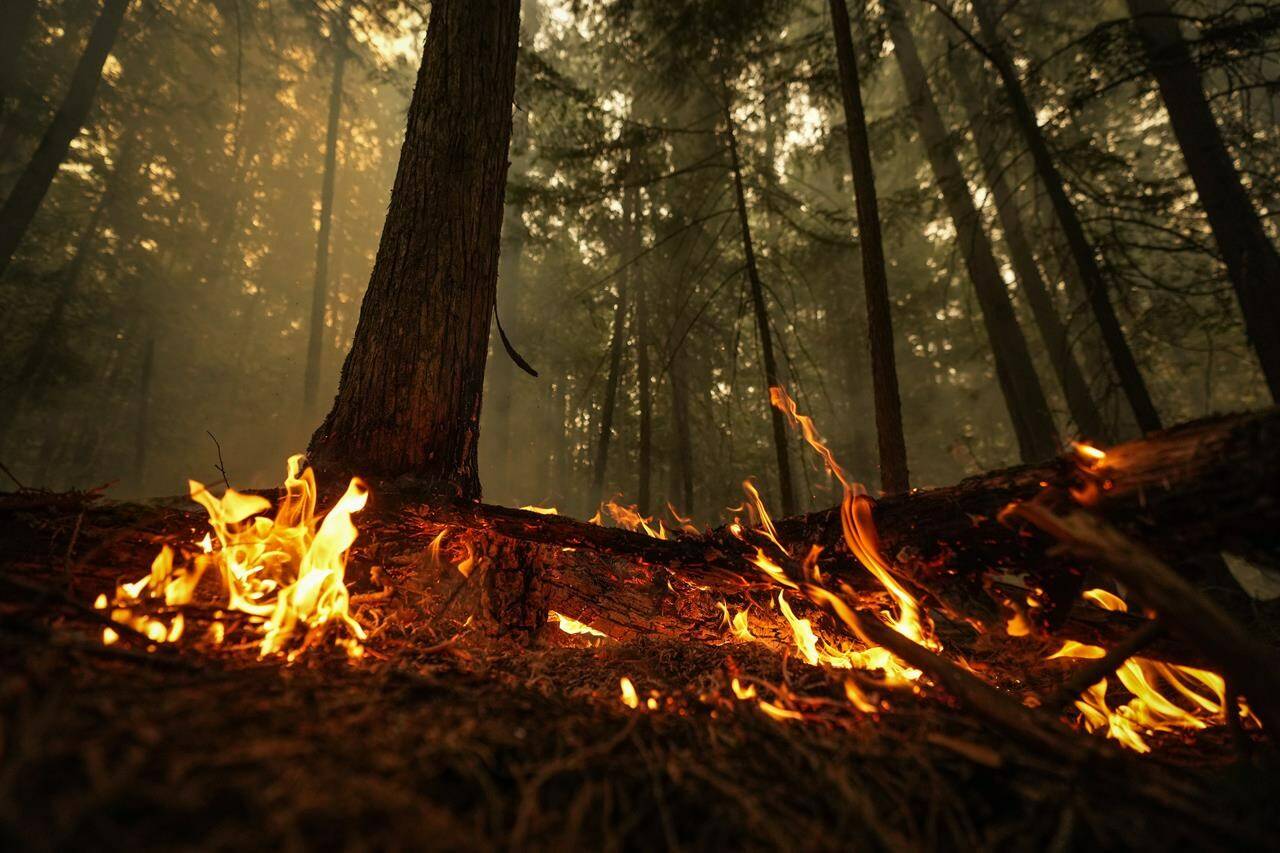 <div>Researchers at Western University say they’ve confirmed that a fire-generated tornado occurred in British Columbia this summer after a video of the “rarely observed” event went viral back in August. A hot spot from the Lower East Adams Lake wildfire burns in Scotch Creek, B.C., on Sunday, August 20, 2023. THE CANADIAN PRESS/Darryl Dyck</div>