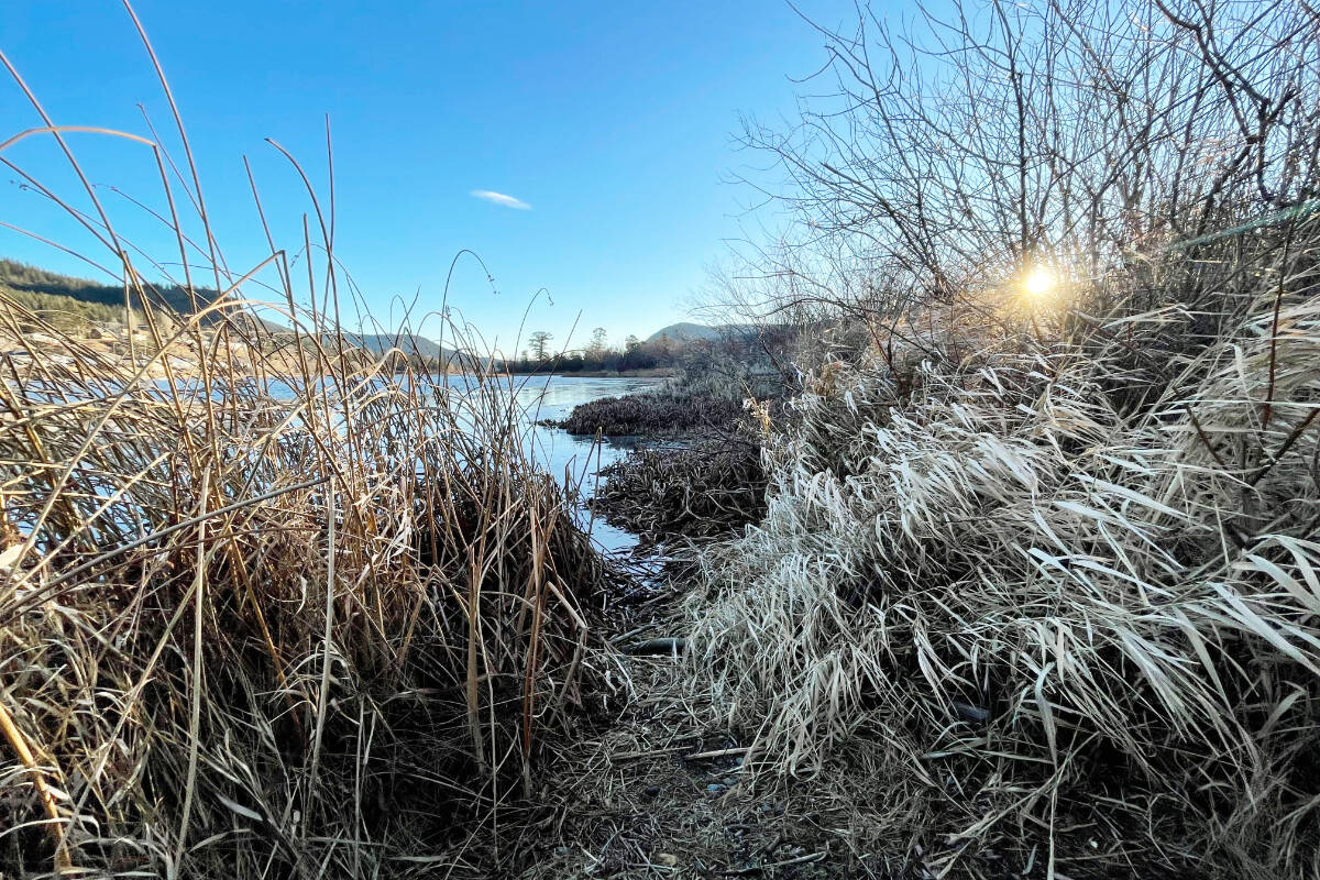 An ice-free Williams Lake and snow-free shoreline make for fall-like conditions on Dec. 28, 2023. (Ruth Lloyd photo - Williams Lake Tribune)