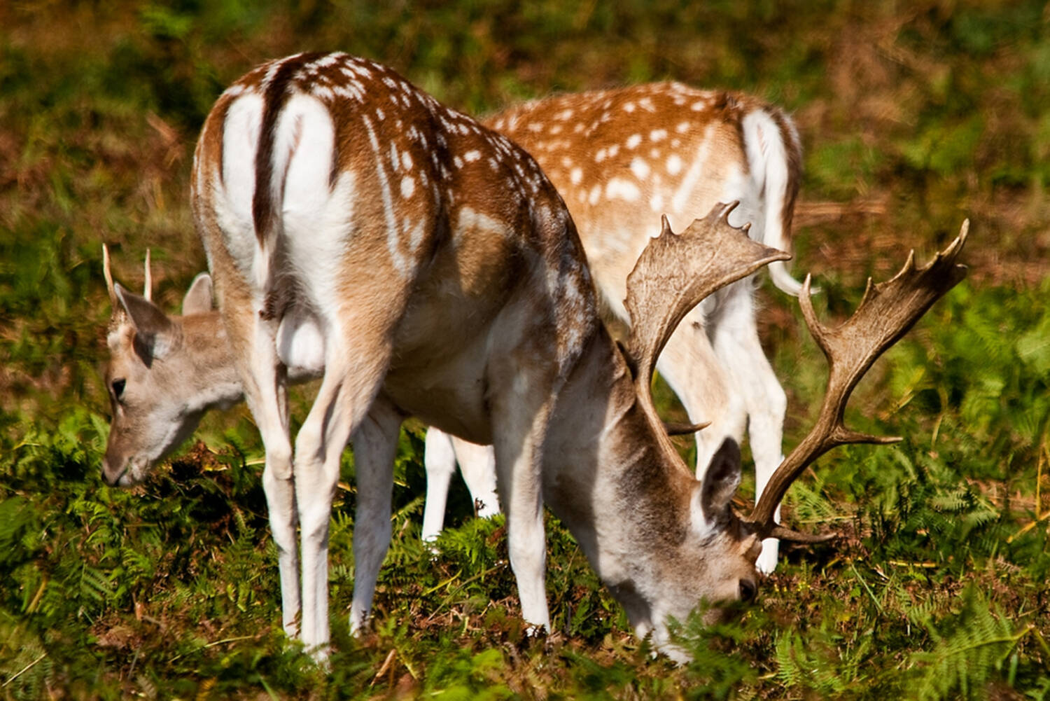 Invasive fallow deer were wiped out on Sidney Island along with seven native black-tailed deer during Parks Canada’s first phase of their deer eradication. (Parks Canada/Submitted)