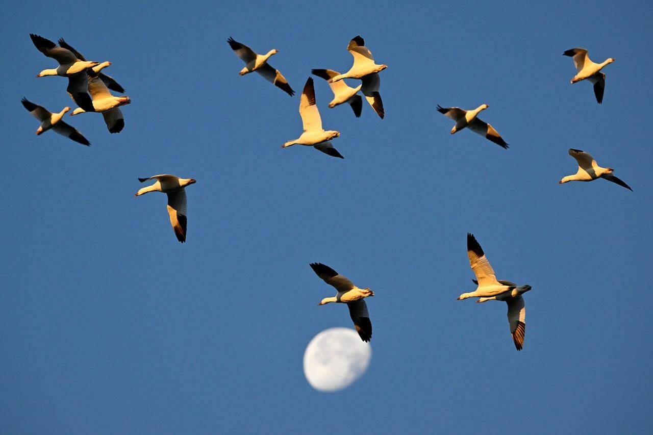 A small group of leaders of Canadian charities in the environment, conservation, and animal protection sectors are taking home compensation packages equivalent to, and in some cases higher than, the salaries of provincial premiers. Snow geese are seen during their migratory movements at the Reservoir Beaudet, in Victoriaville, Que., Wednesday, Nov. 1, 2023. THE CANADIAN PRESS/Bernard Brault