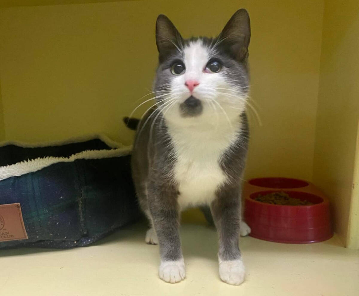 This young unidentified female cat was found in the engine compartment of a car in Duncan on Dec. 29. Its owners are being sought. (Submitted photo)
