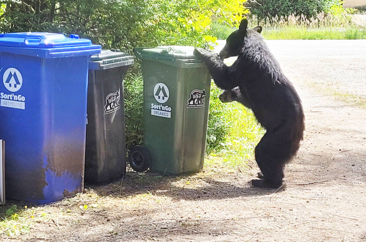 A West Coast black bear attempts to access an organics bin. The region is celebrating after no bears were killed due to unnatural food conditioning in 2023. (WildSafeBC photo)