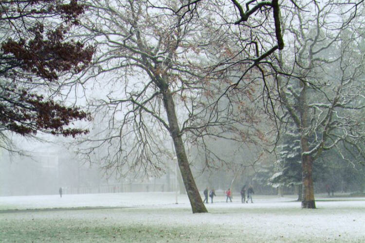 Snow falls on the University of Victoria campus on Thursday, Jan. 11. (UVic/X)