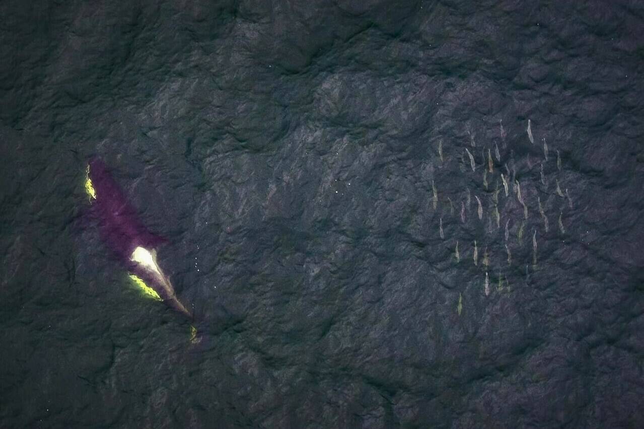 A British Columbia wildlife protection group says a primary food source of threatened southern resident killer whales is being caught in a commercial fishery that tosses chinook salmon overboard or turns them into compost. A southern resident killer whale swims past a school of salmon near the Fraser River, B.C. in this undated handout photo. THE CANADIAN PRESS/HO, Keith Holmes, Hakai Institute