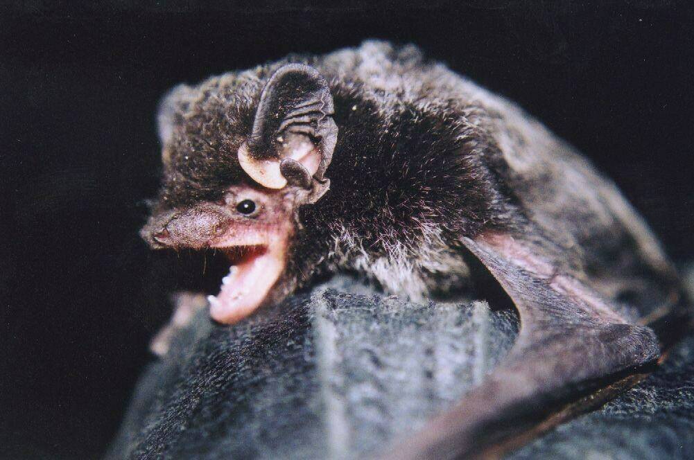 A silver-haired bat is shown in this undated handout photo. Authors of a new study say that while bats are well known for using sound to echolocate prey and navigate around objects, silver-haired bats become only the second species of bat whose singing has been documented in North America. THE CANADIAN PRESS/HO, Cori Lausen *MANDATORY CREDIT*