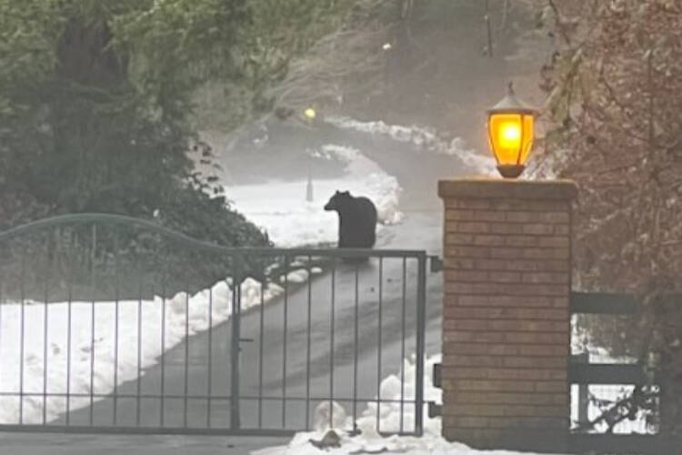 Police remind residents to be bear aware after a sighting in Saanich. (Courtesy Saanich police)